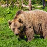 Бурый или обыкновенный медведь. Photographie numérique Photo couleur 2018 - photo 1