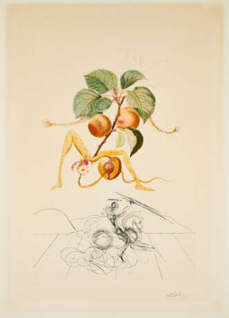 Salvador Dalí. Abricot chevalier (Aus: Flordali / Les Fruits) - Foto 1