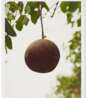 Roe Ethridge
