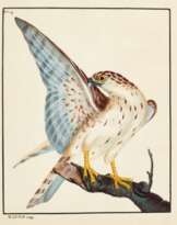 William Lewin (1747 - 1795)