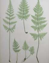 Thomas Moore (1821 - 1887)