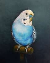 Talking parrot, Puska Talking parrot, Puska
