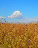 Золотой украинский луг Золотой украинский луг