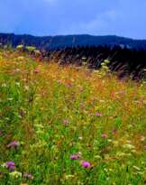 Цветочный луг на Говерле Цветочный луг на Говерле