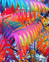 Краски осени Краски осени