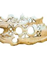 Shell Plaque (Barava) from Solomon Islands, 19th Century