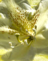Rhododendron Rhododendron