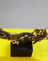 Mauris rex Midas №7 Mauris rex Midas №7