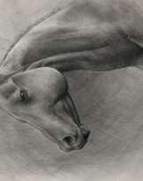 Ахалтекинец Ахалтекинец