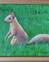 Northern squirrel Northern squirrel