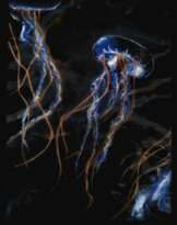 neon ocean neon ocean