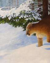 Puma Puma