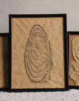 Saw cut of an old tree Saw cut of an old tree