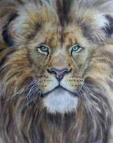 Lion Lion