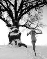 Winter Run to the Mighty Tree