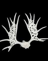 Moose antlers  Moose antlers