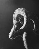 Mouflon Mouflon
