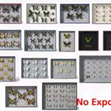 Fünfzehn entomologische Kästen mit Schmetterlingen - фото 1