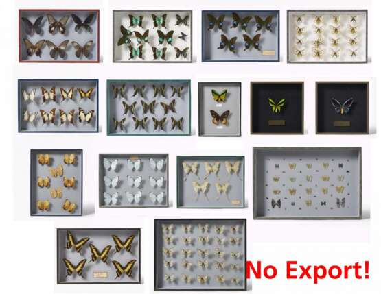 Fünfzehn entomologische Kästen mit Schmetterlingen - фото 1