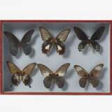 Fünfzehn entomologische Kästen mit Schmetterlingen - фото 2