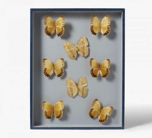 Fünfzehn entomologische Kästen mit Schmetterlingen - photo 4