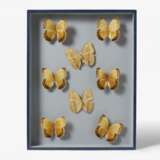 Fünfzehn entomologische Kästen mit Schmetterlingen - photo 4