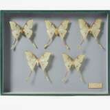 Fünfzehn entomologische Kästen mit Schmetterlingen - Foto 6