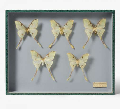 Fünfzehn entomologische Kästen mit Schmetterlingen - photo 6