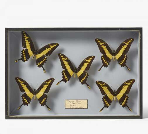 Fünfzehn entomologische Kästen mit Schmetterlingen - photo 8