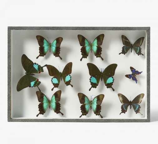 Fünfzehn entomologische Kästen mit Schmetterlingen - фото 9