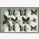 Fünfzehn entomologische Kästen mit Schmetterlingen - photo 9