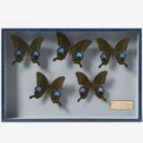 Fünfzehn entomologische Kästen mit Schmetterlingen - photo 10