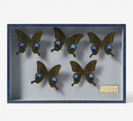 Fünfzehn entomologische Kästen mit Schmetterlingen - Foto 10