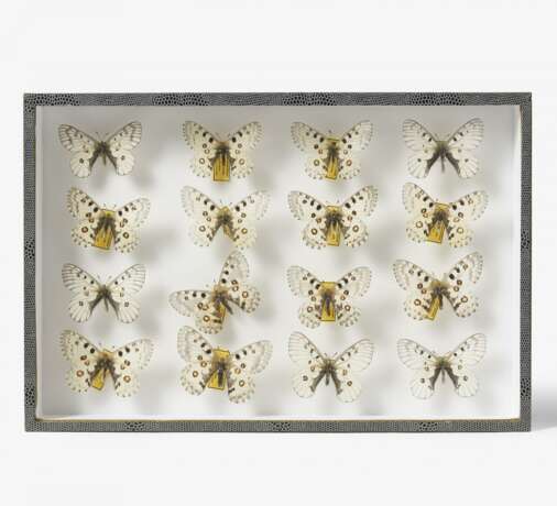 Fünfzehn entomologische Kästen mit Schmetterlingen - photo 11