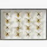 Fünfzehn entomologische Kästen mit Schmetterlingen - photo 11