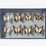 Fünfzehn entomologische Kästen mit Schmetterlingen - photo 12