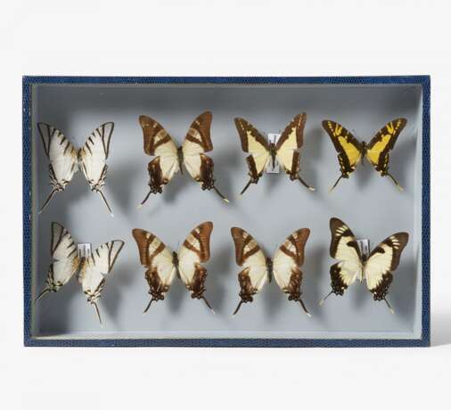 Fünfzehn entomologische Kästen mit Schmetterlingen - photo 12