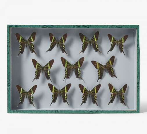 Fünfzehn entomologische Kästen mit Schmetterlingen - фото 13