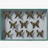 Fünfzehn entomologische Kästen mit Schmetterlingen - Foto 13