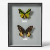 Fünfzehn entomologische Kästen mit Schmetterlingen - фото 14
