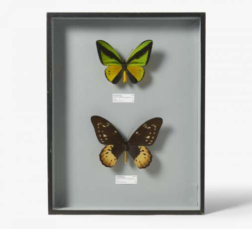 Fünfzehn entomologische Kästen mit Schmetterlingen - Foto 14