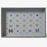 Fünfzehn entomologische Kästen mit Schmetterlingen - фото 15
