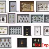 17 entomologische Kästen mit Käfern, anderen Insekten und Spinnen - Foto 1