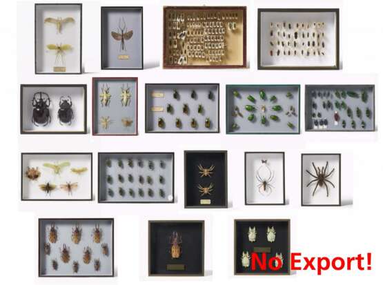 17 entomologische Kästen mit Käfern, anderen Insekten und Spinnen - фото 1