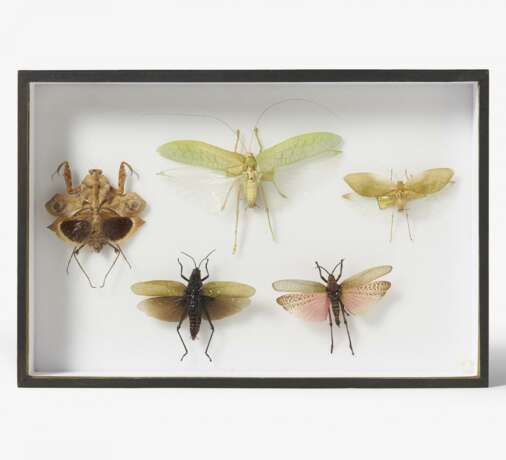 17 entomologische Kästen mit Käfern, anderen Insekten und Spinnen - фото 3