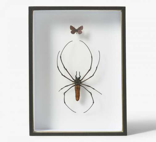 17 entomologische Kästen mit Käfern, anderen Insekten und Spinnen - photo 6