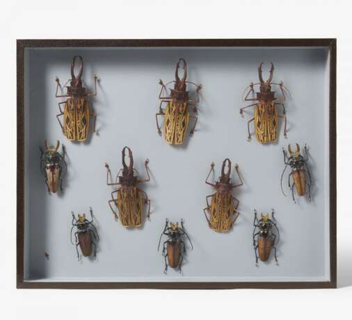 17 entomologische Kästen mit Käfern, anderen Insekten und Spinnen - photo 8