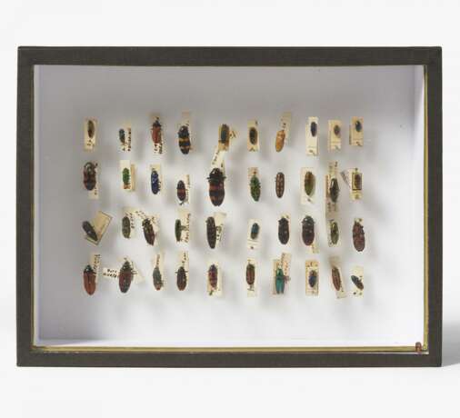 17 entomologische Kästen mit Käfern, anderen Insekten und Spinnen - фото 13