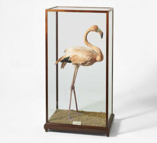 Stehender Flamingo - Foto 1
