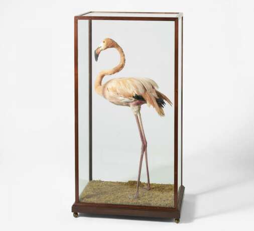 Stehender Flamingo - Foto 2
